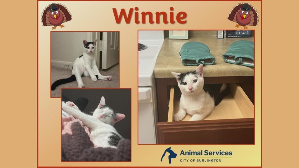 2 The Rescue Burl: Meet Winnie