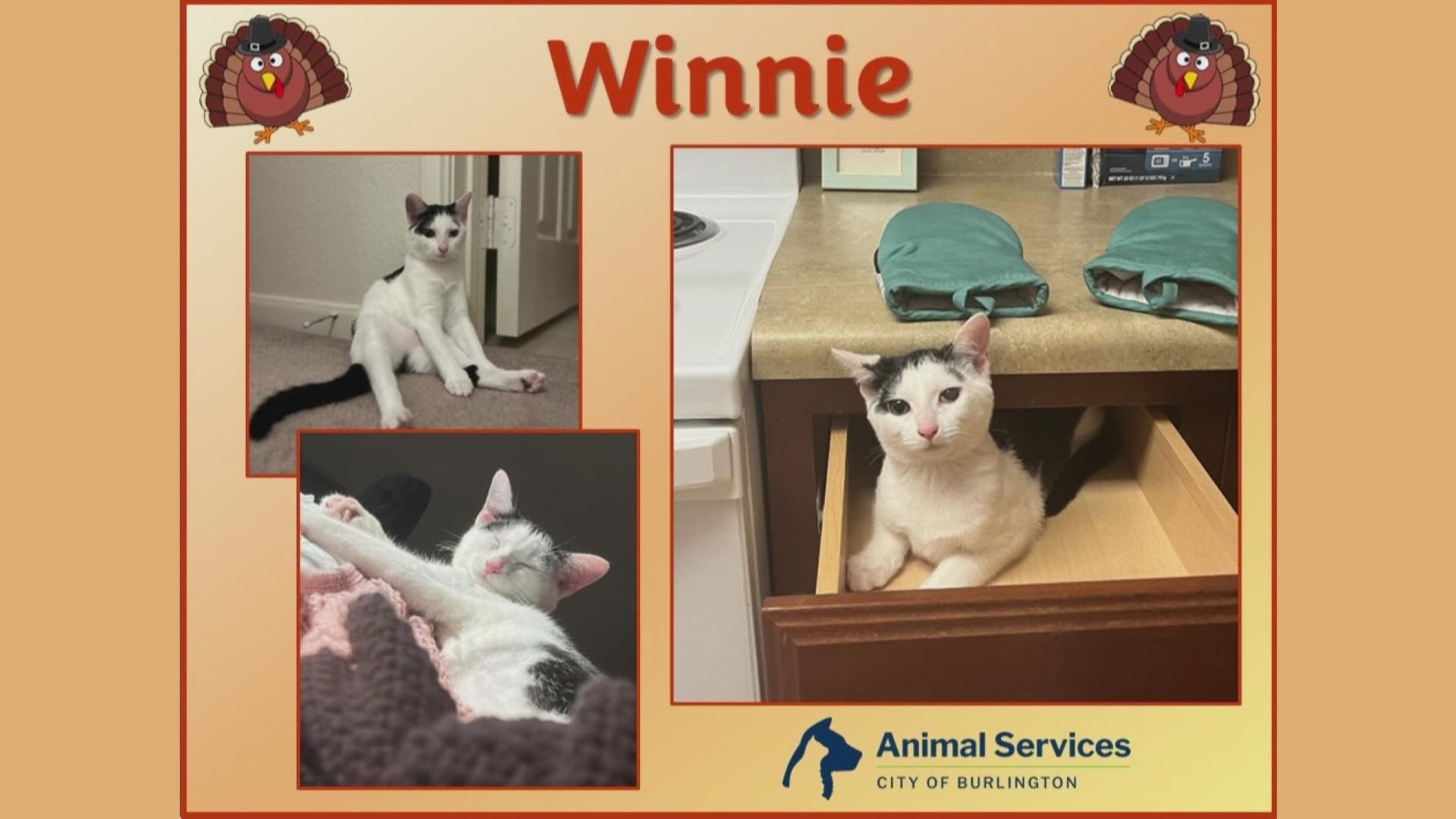 Let’s get Winnie adopted!