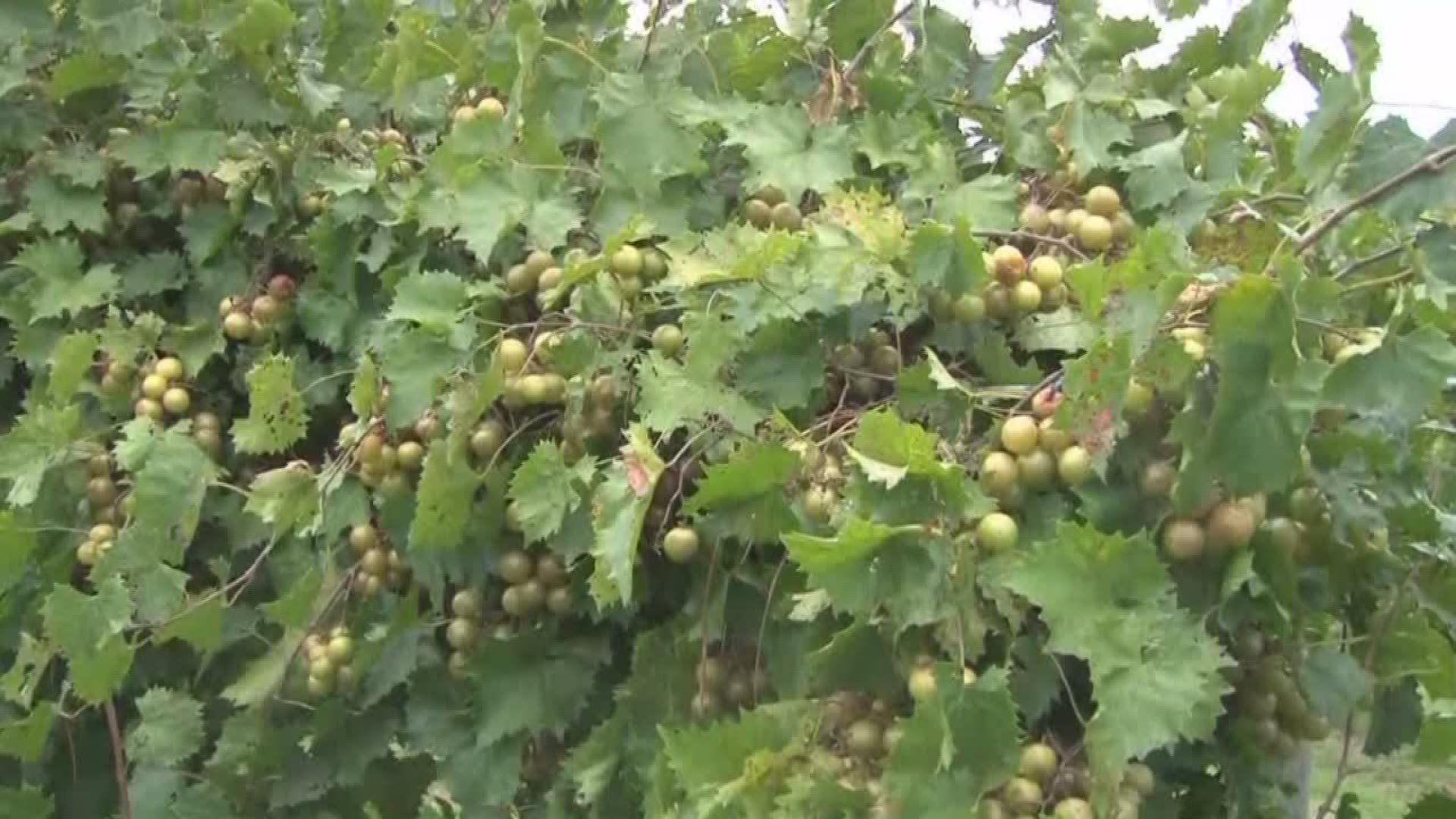 Vineyard owners scramble to save harvest from potential damage from Irma. Too much rain can dilute the sweetness of the grapes. Too much wind could knock over the vines.