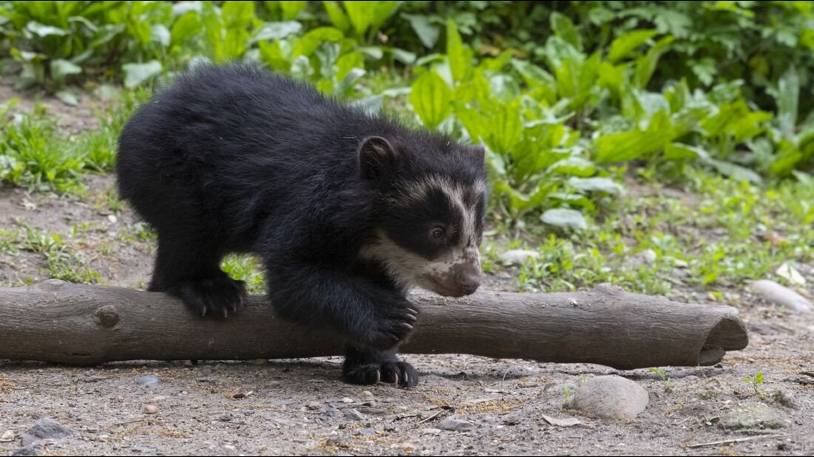 Two Beary Cute Rare Andean Bear Cubs Make Their Debut At Queens Zoo Wfmynews2 Com