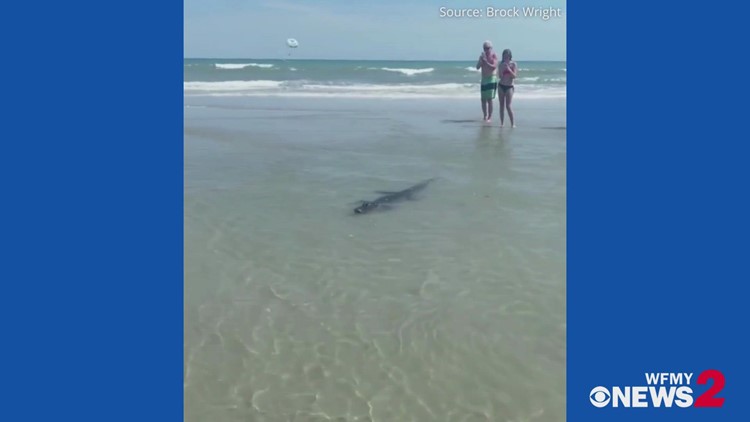 Alligator spotted wading in tide pool at North Myrtle Beach