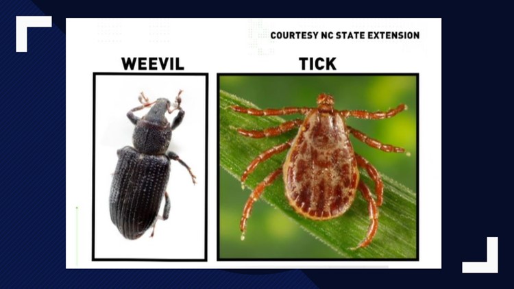 VERIFY: It’s A Weevil, Not A Flying Tick | wfmynews2.com