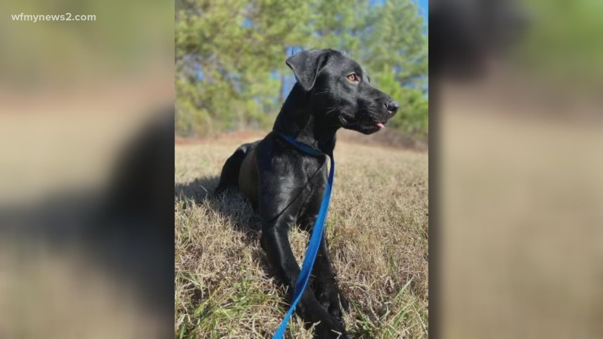 This sweet pup is at the Rockingham Co. Animal Shelter but looking for a forever home in the new year.