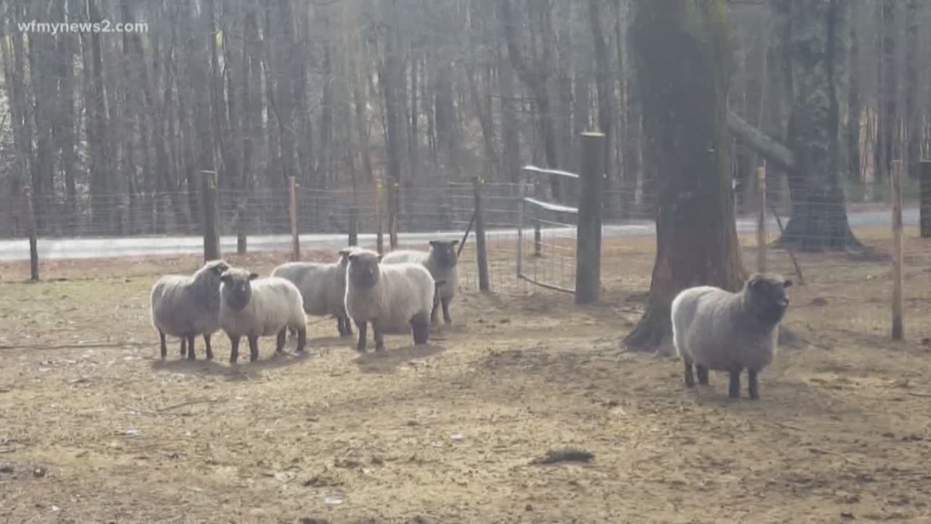 The family hired American Custom Carports out of Mt. Airy to build a barn for their animals. The family says the company never showed and skipped out with their deposit check.