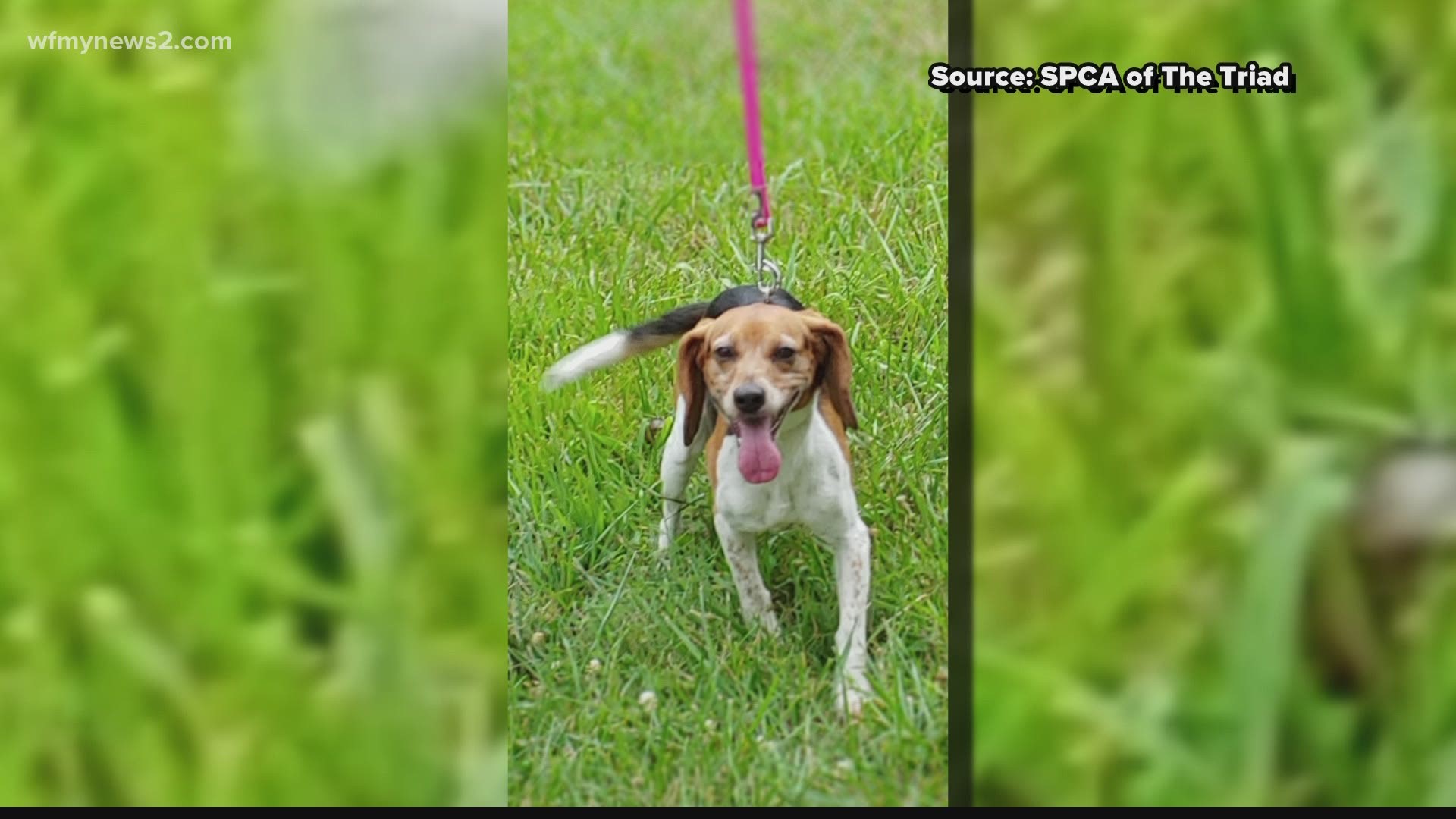 This sweet beagle mix is full of life and love.