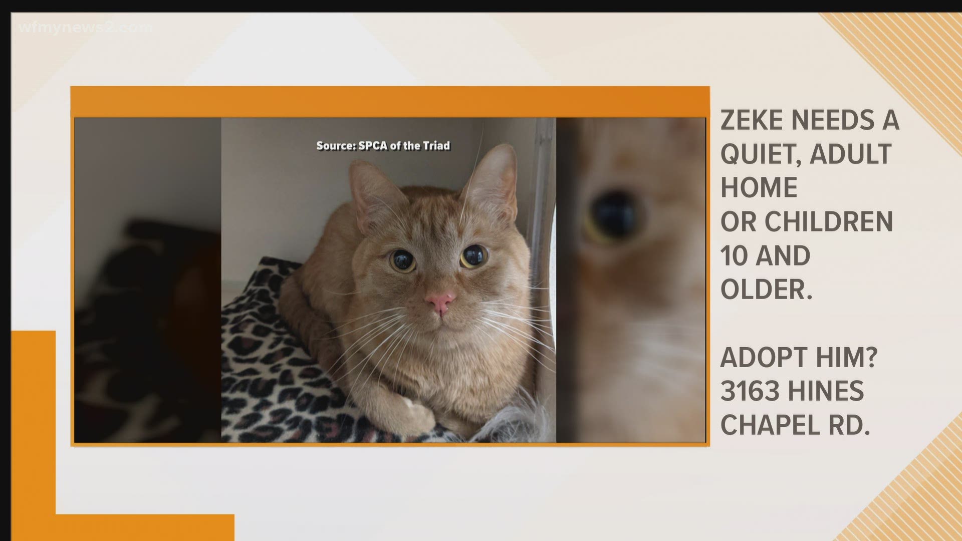 He's a friendly cat, let's get Zeke adopted!
