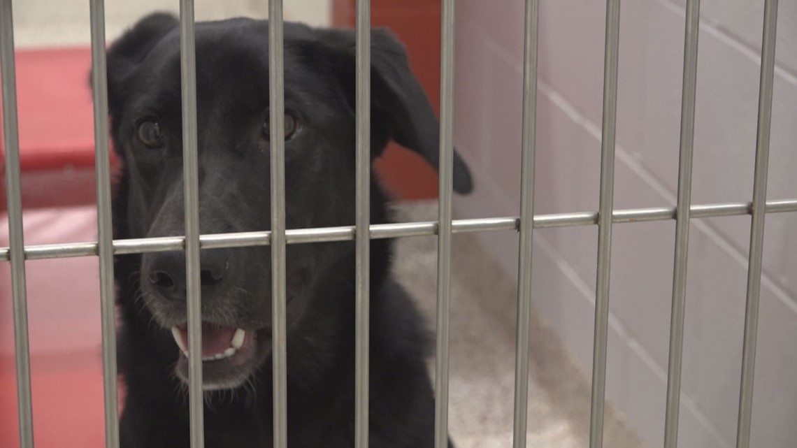 Forsyth county animal shelter closed pending inspection results