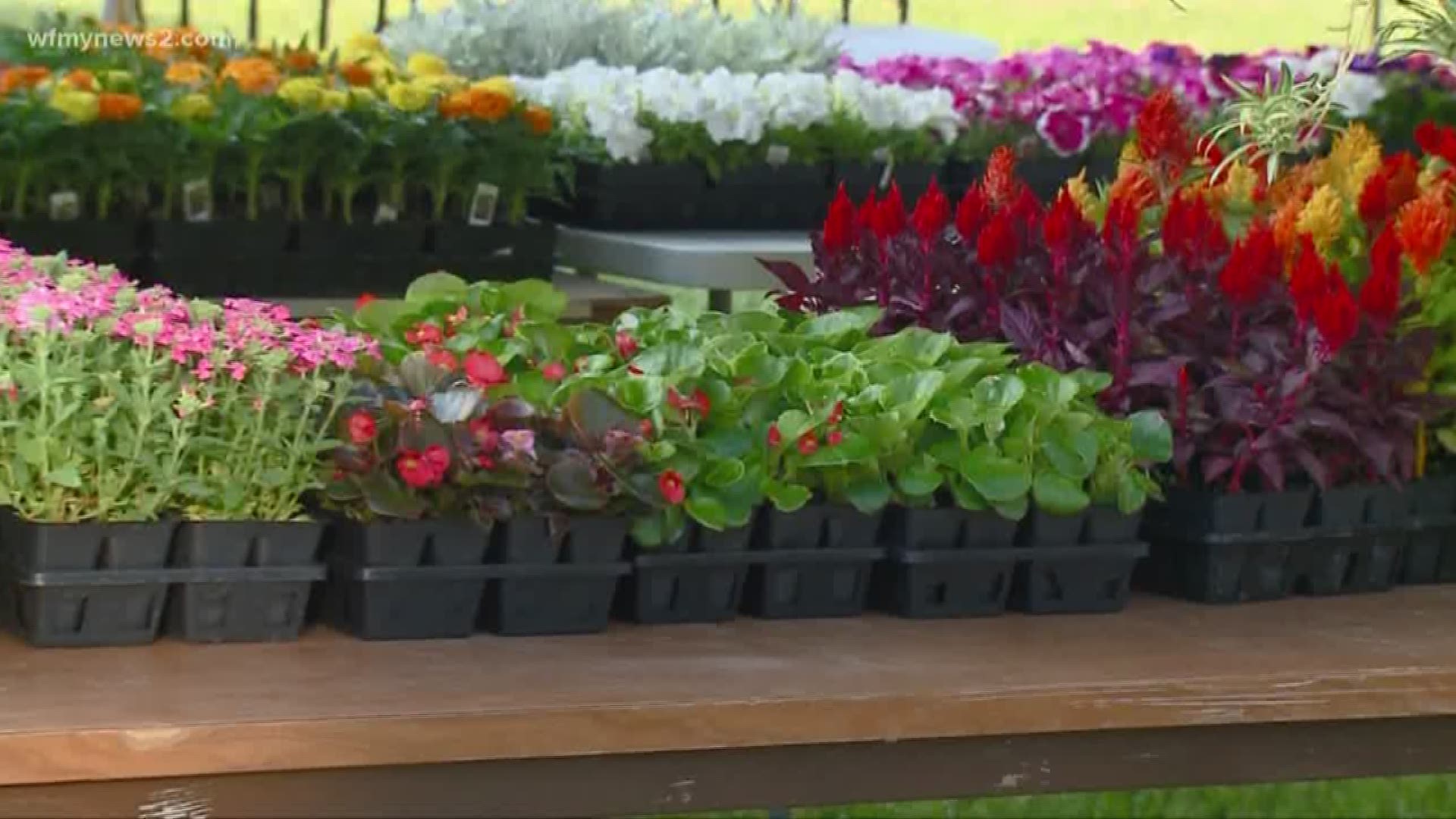 Annual Mother's Day Plant Sale Benefits Habitat For Humanity Of Greater