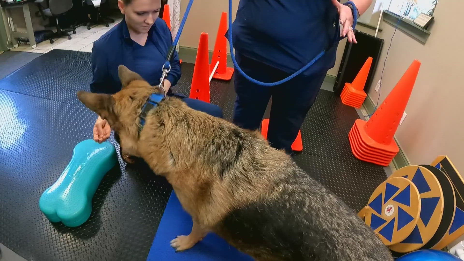 Animal Ark Veterinary Hospital shares new kinds of pet therapy using non medical ways to treatment.