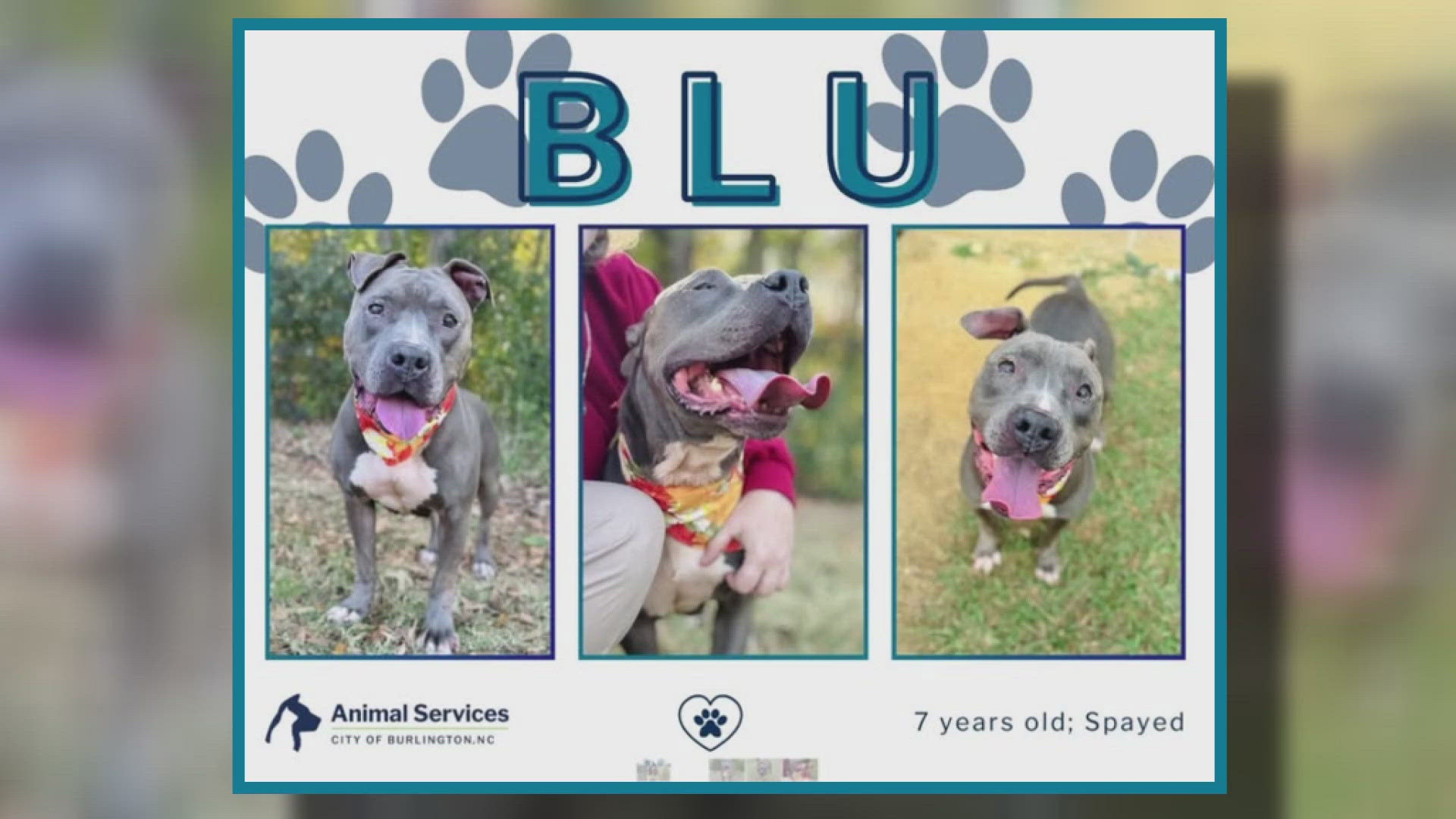 Let's get Blu adopted!