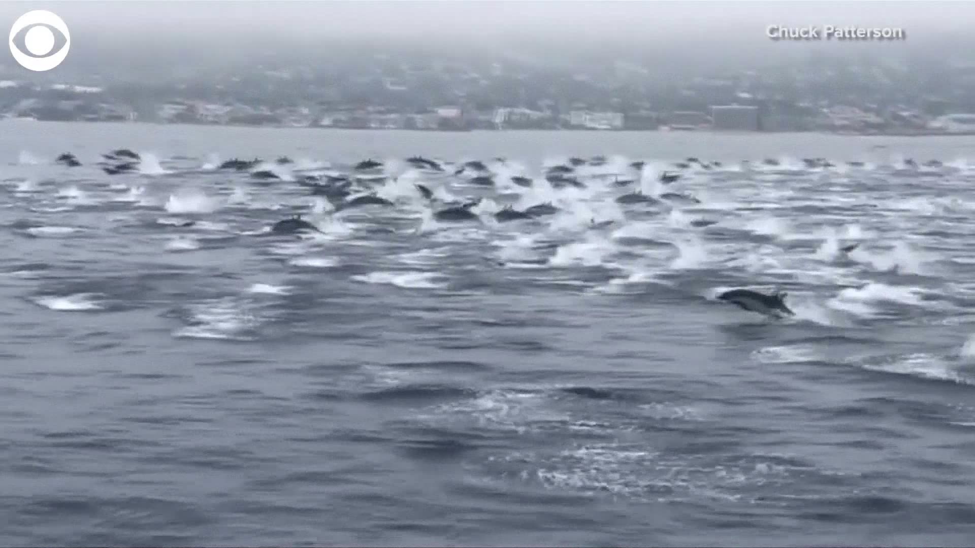A pod of dolphins was spotted off the coast of Laguna Beach, California keeping up with a boat. About 100 dolphins hung out for about 25 minutes.