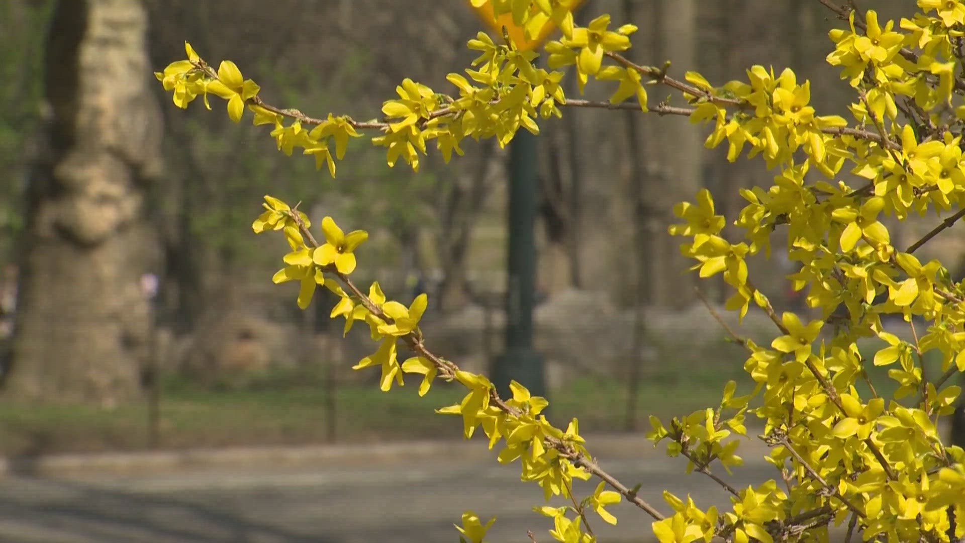 If you have allergies, you probably already have the sniffles just stepping out your door this morning.