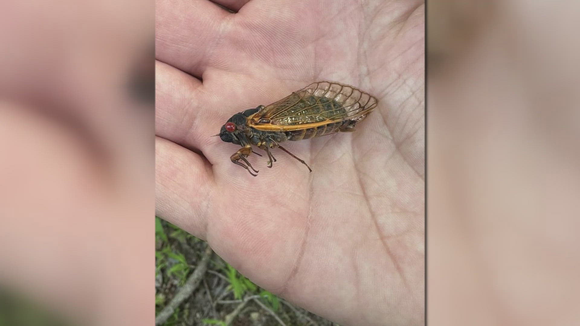 Chad Silber explains how his adventure to find cicadas evolved into a surprising realization.