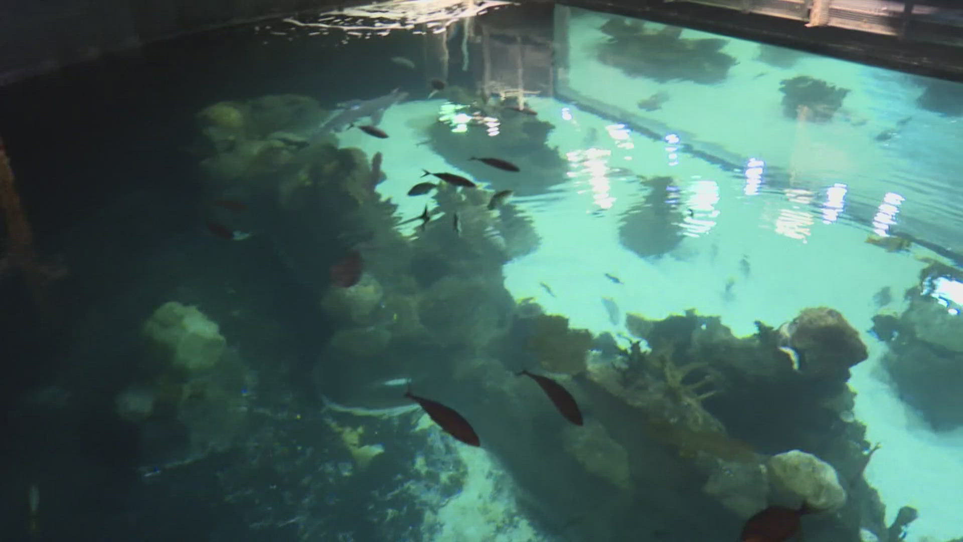 The Greensboro Science Center offers all kinds of aquatic creatures to study.