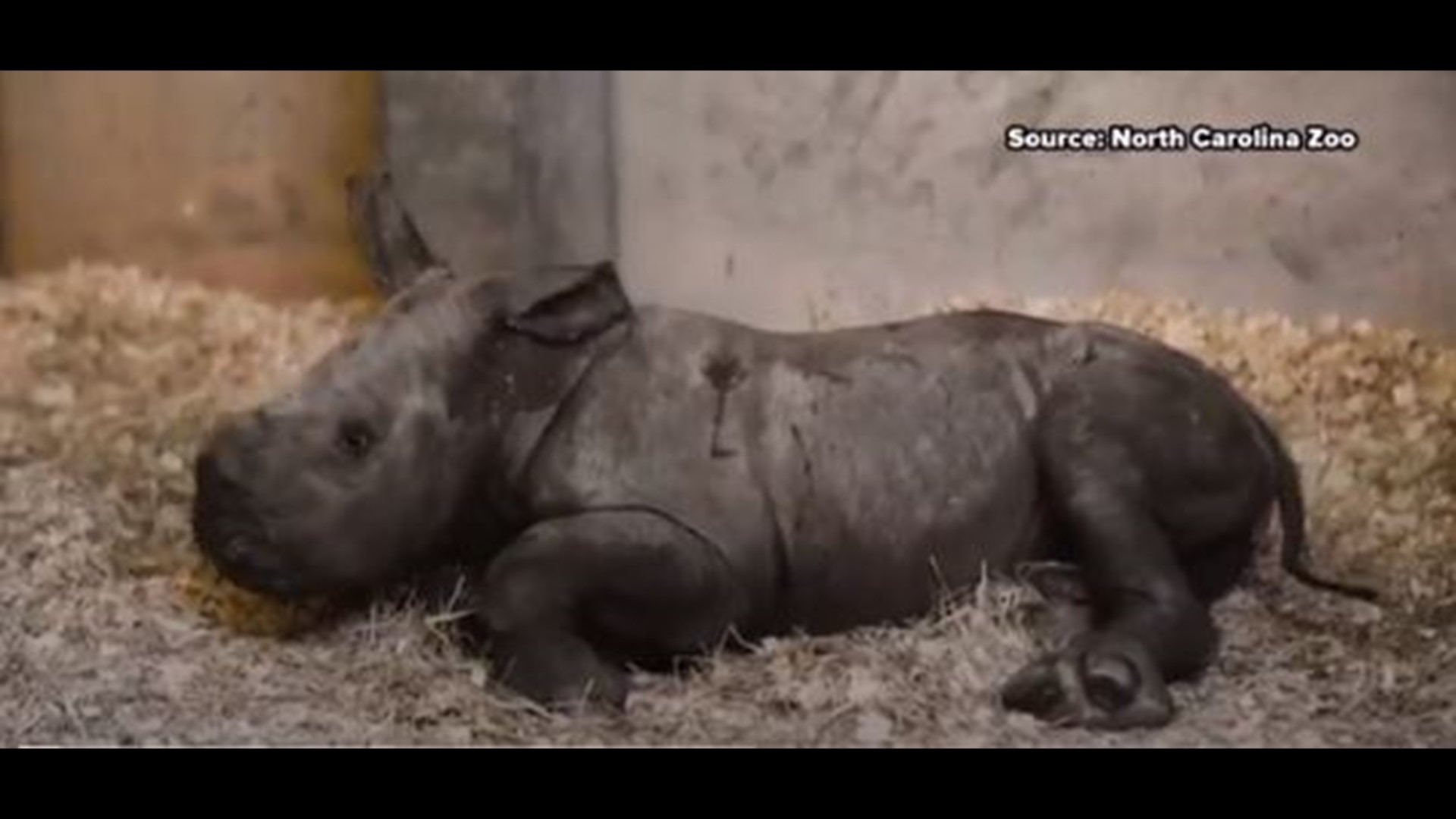 The North Carolina Zoo announced a new baby rhino, Thursday morning. The zoo said this makes the third birth of a southern white rhino in just under two years.