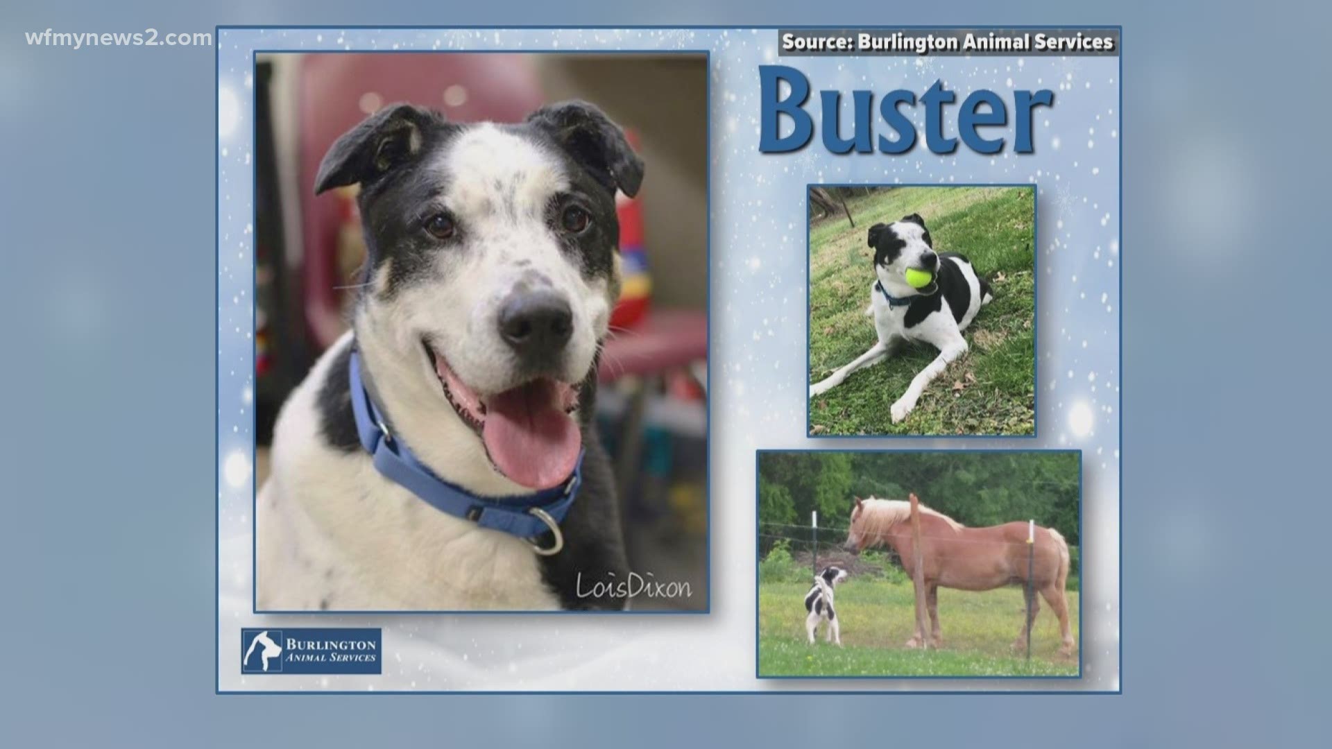 Your best pal, Buster wants to be a part of your family!