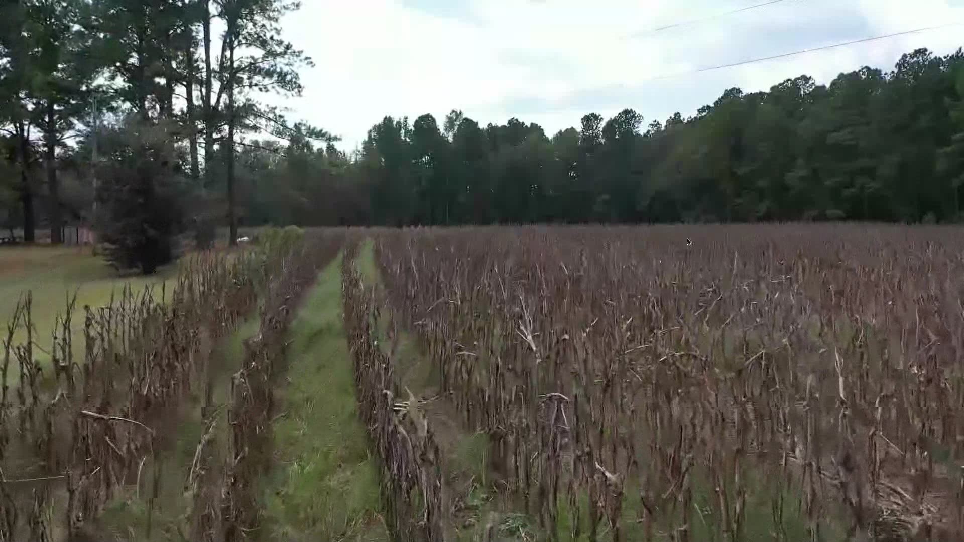 More than 45 million people across 14 Southern states are now in the midst of what’s being called a “flash drought.” Farmers in the south are being hit hard.