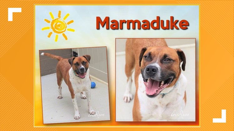 Marmaduke, Take 2 : Anderson, Brad