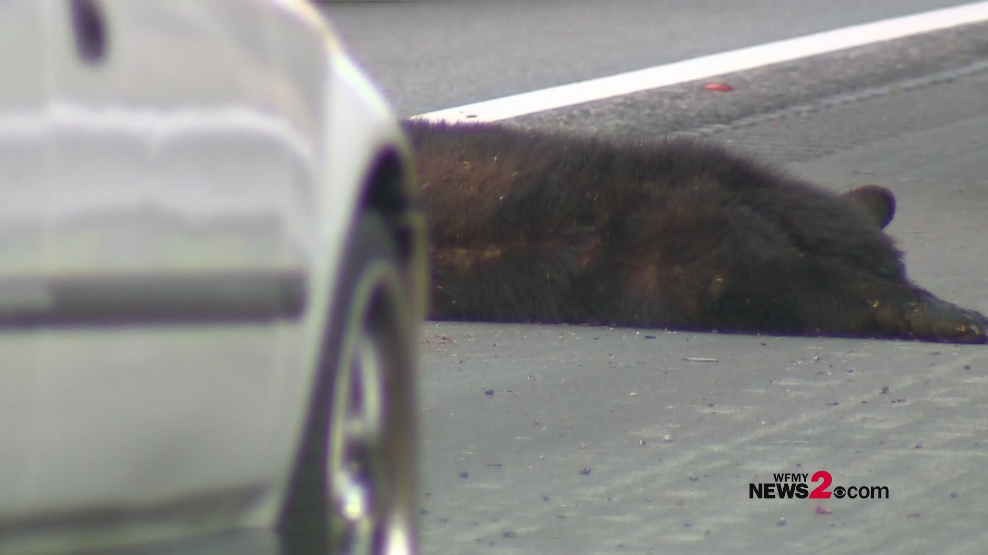 Bear dies after being hit by driver on I-40 in Greensboro.