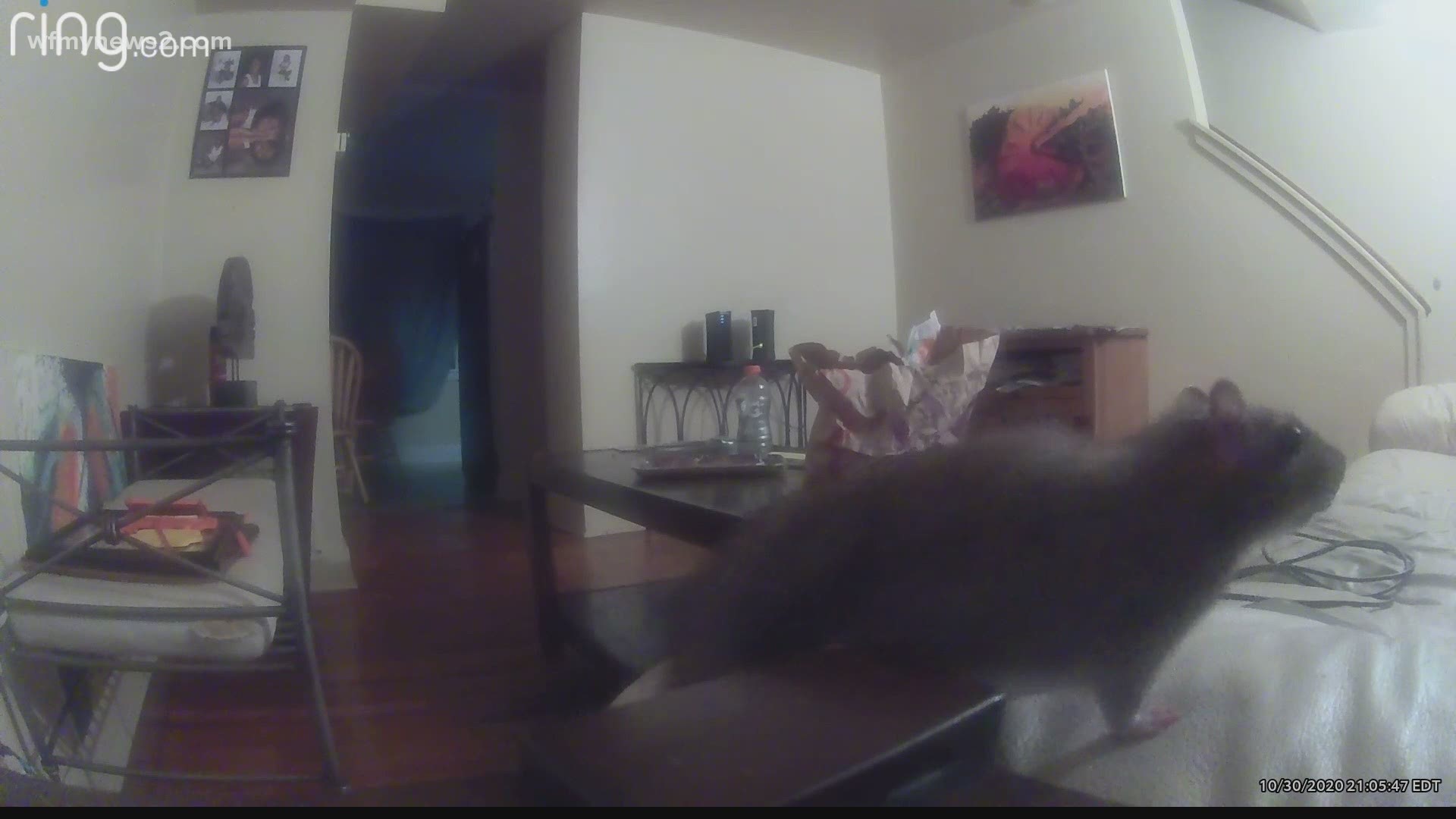 2 Wants to Know contacted management after a Triad woman spotted rats in her apartment.
