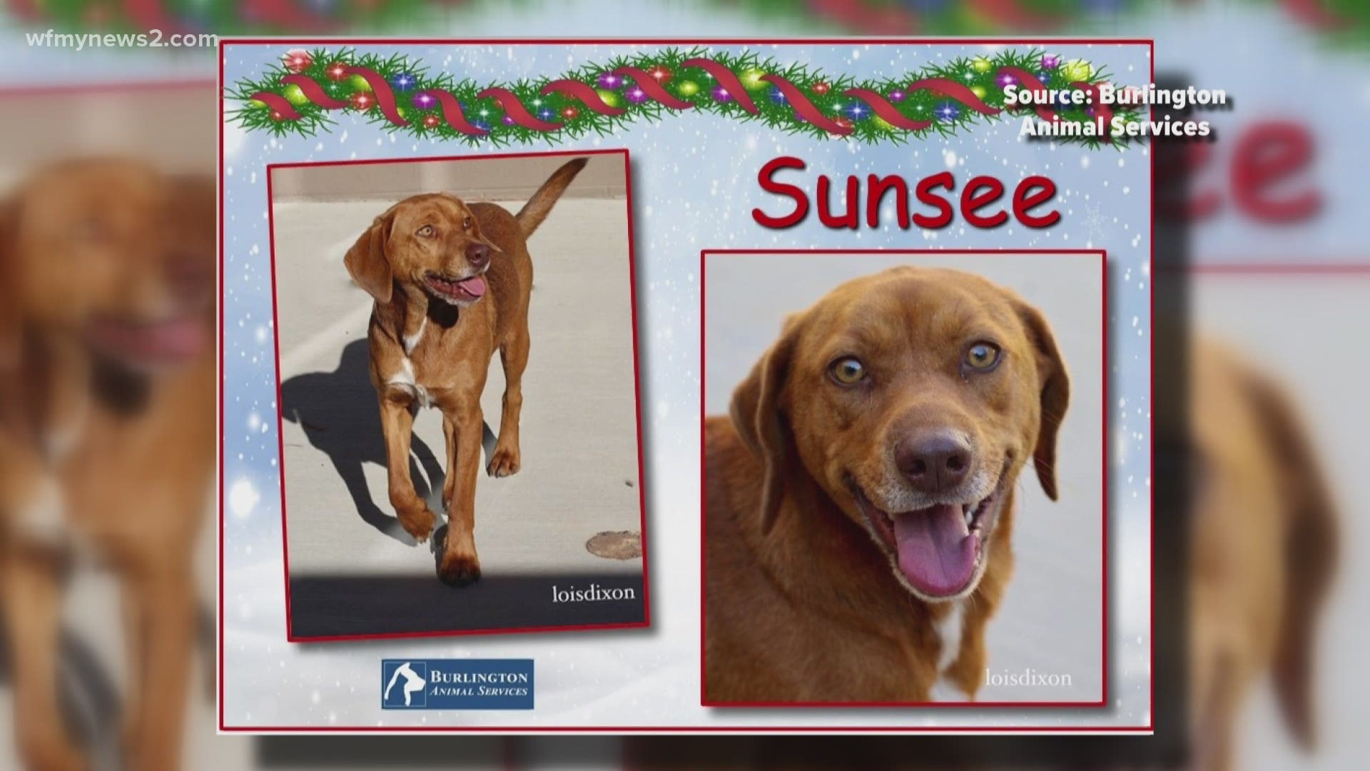 Bringing lots of sunsee and light to your life this holiday season!