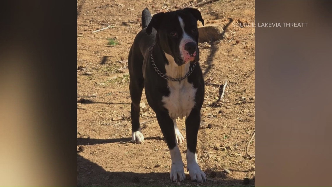 ‘He was one of our kids’: Family mourns dog shot, killed by neighbor ...