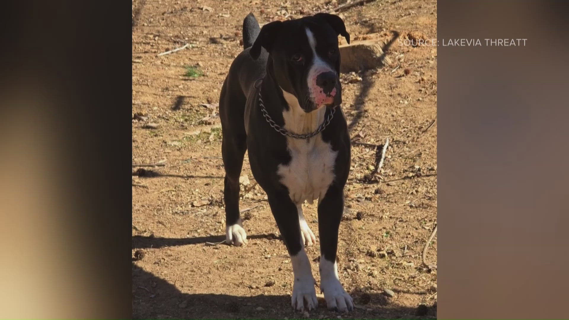 Lexington man charged with animal cruelty after fatally shooting dog ...