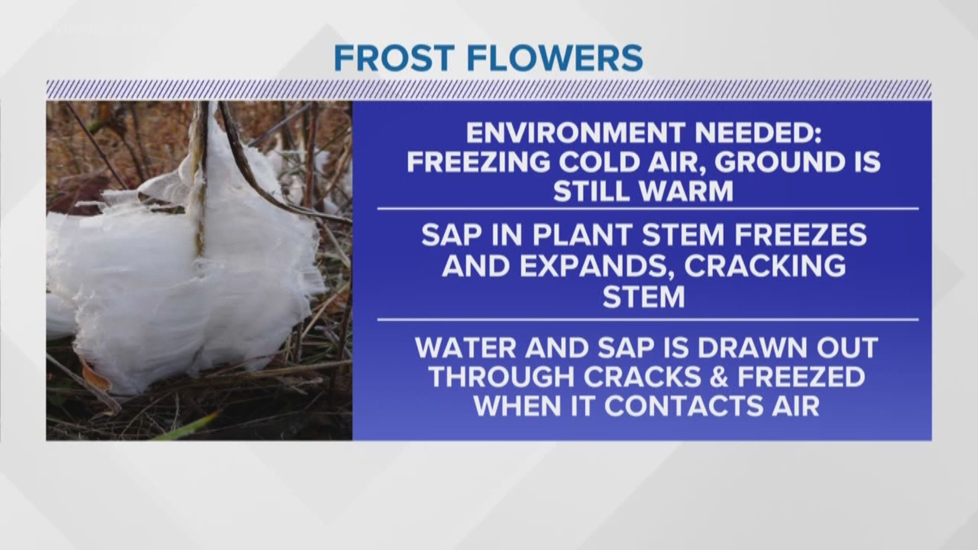 They look like beautiful winter decorations adorning your yard. Really, they're 'frost flowers,' a weather phenomenon affecting trees.