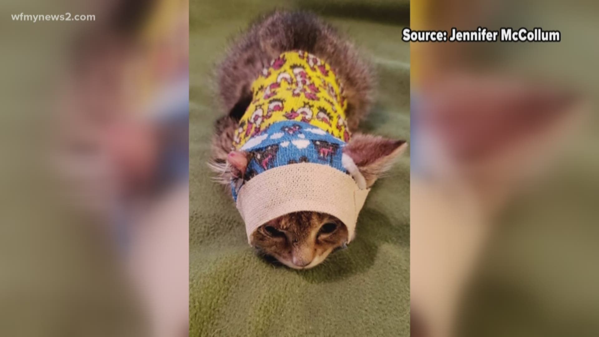 His foster parent thinks his previous owner may have used bleach to try and clean the cat.
