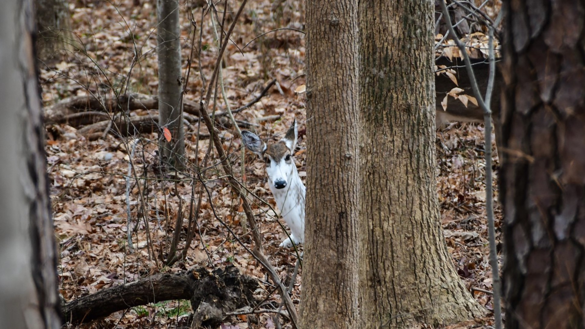 Take a look at this! Man sees piebald deer in neighborhood