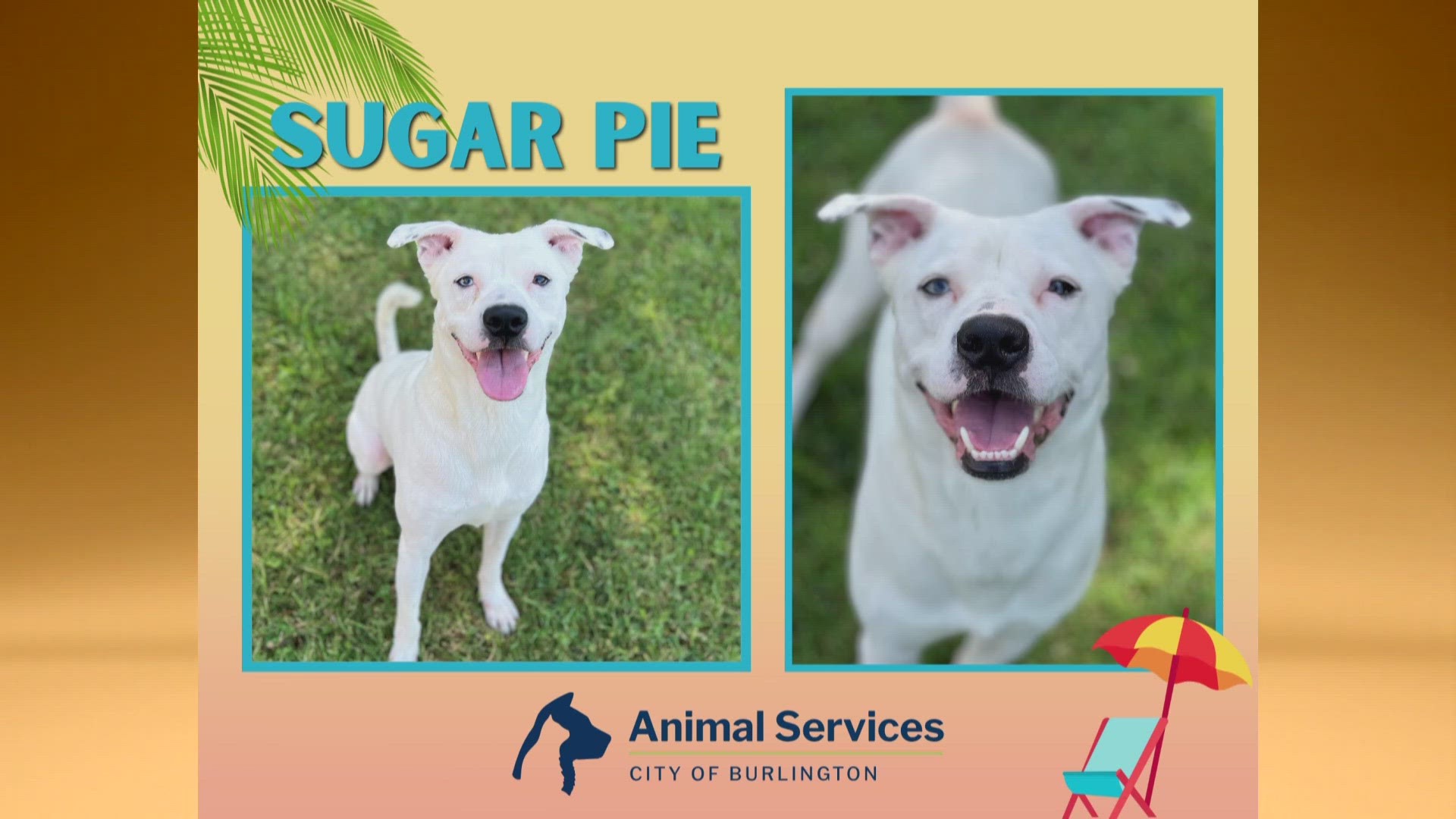 Let’s get Sugar Pie adopted!