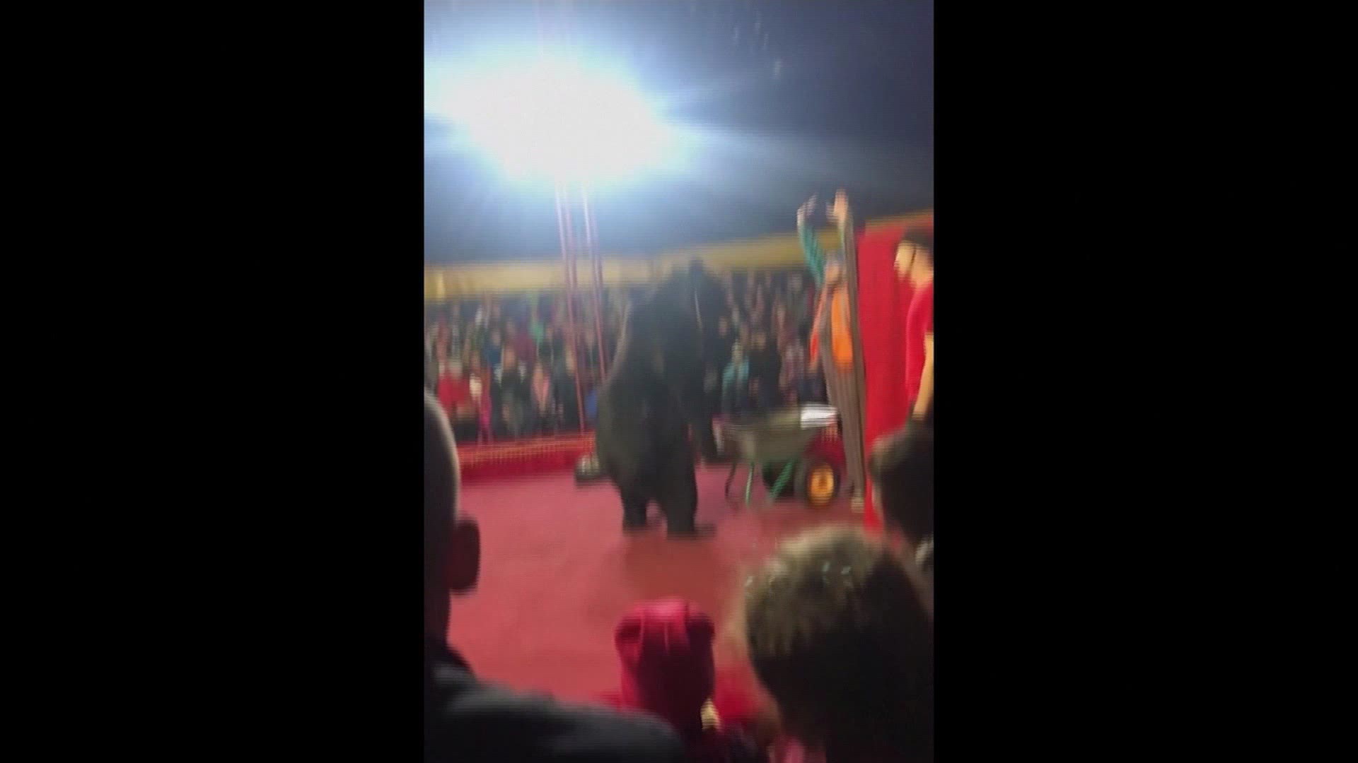 Officials have opened a criminal investigation after a circus bear attacked and injured its trainer during a performance in northern Russia.