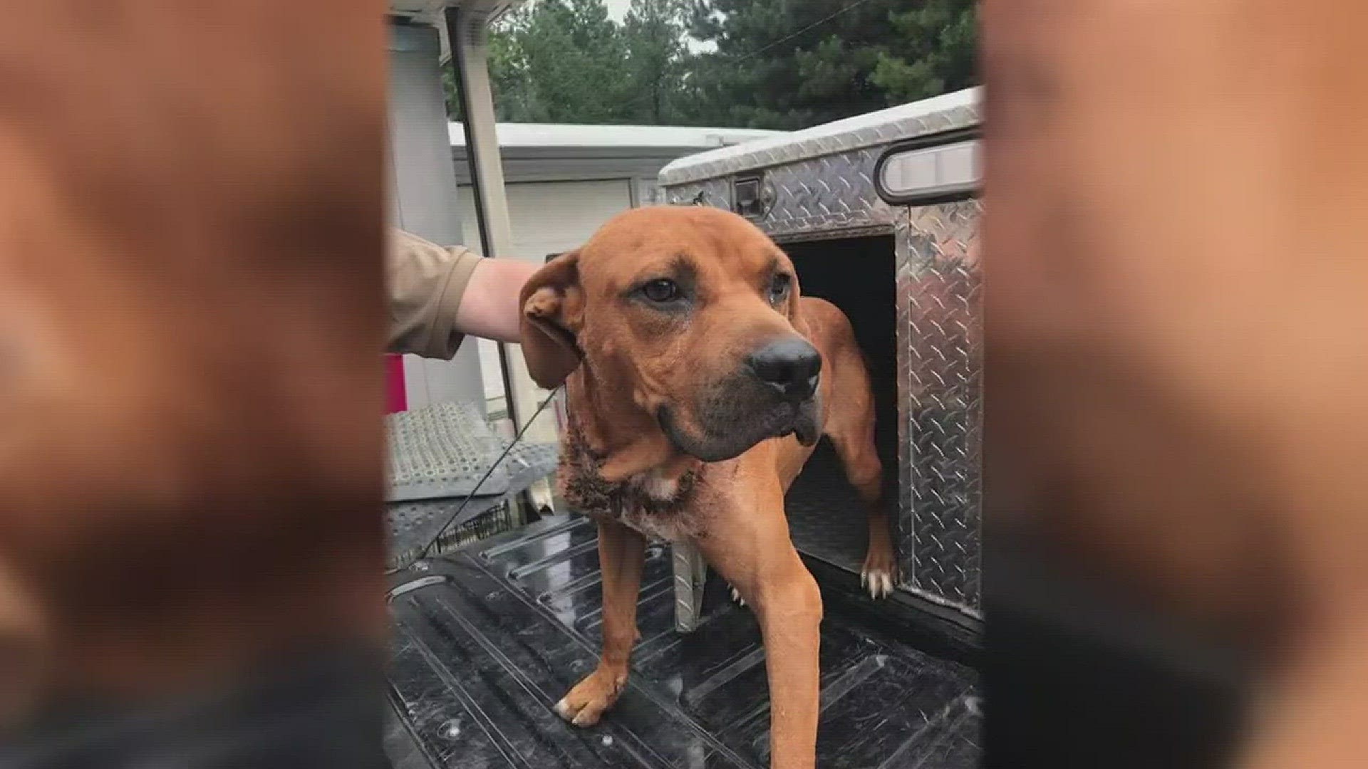 Dog Found With Chain Collar Embedded In Neck In Davidson County ...