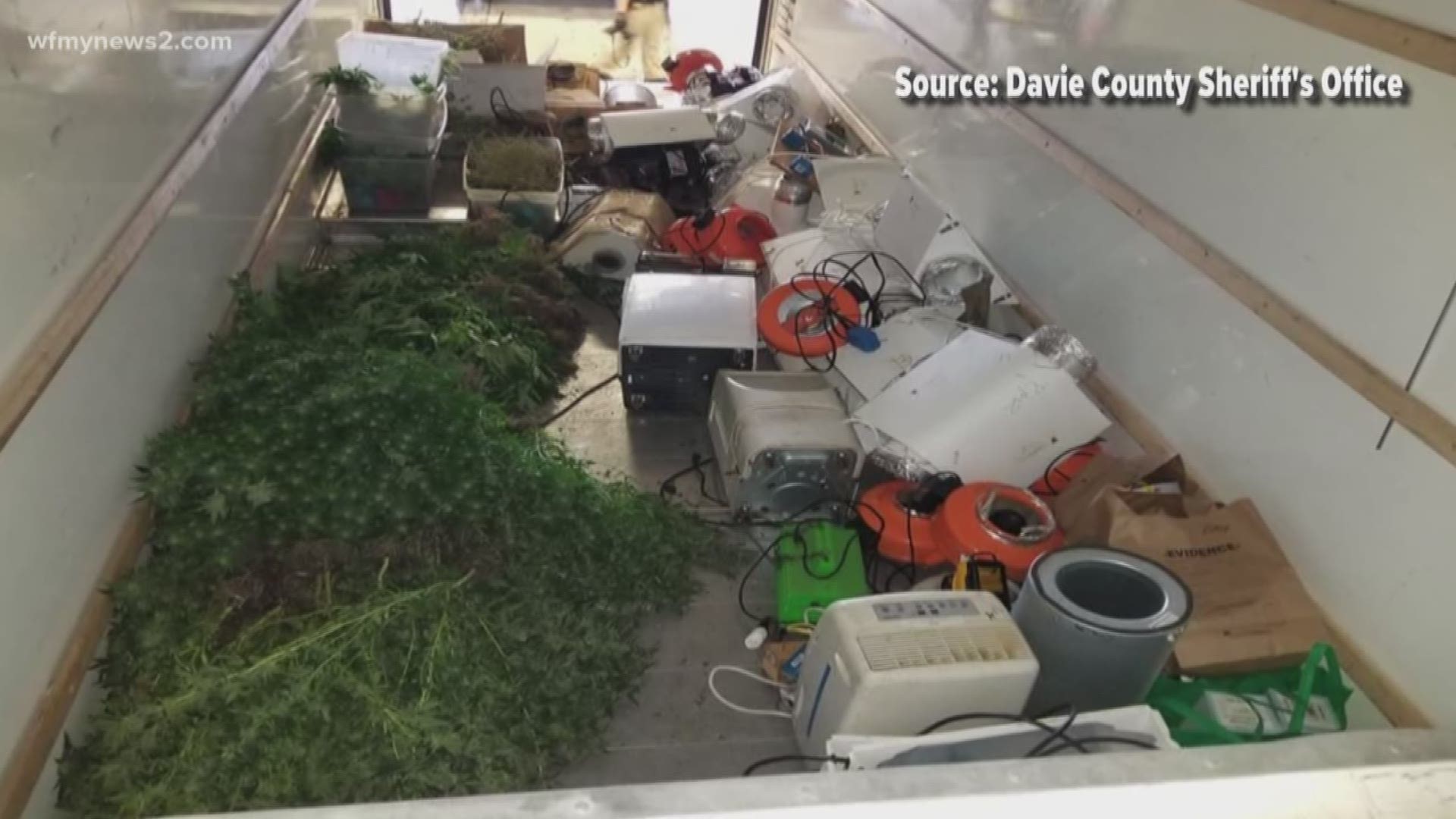 They seized more than 700 marijuana plants weighing about 127 pounds.