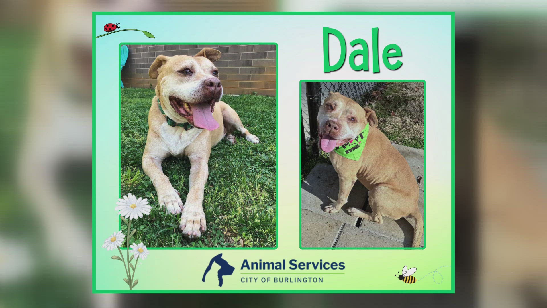 Let's get Dale adopted!