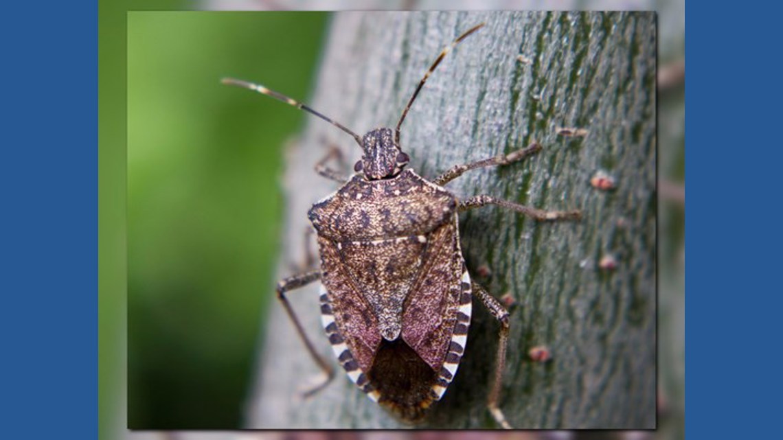 Stink Bugs are coming — here’s how North Carolina homes can stay safe