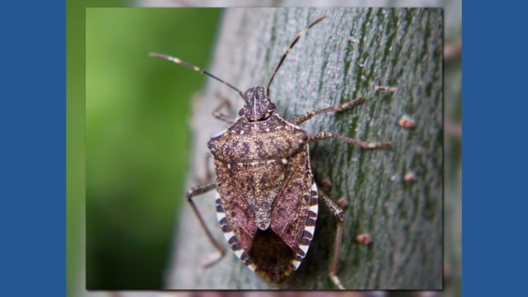 Protect North Carolina homes from stink bug invasions now | wfmynews2.com