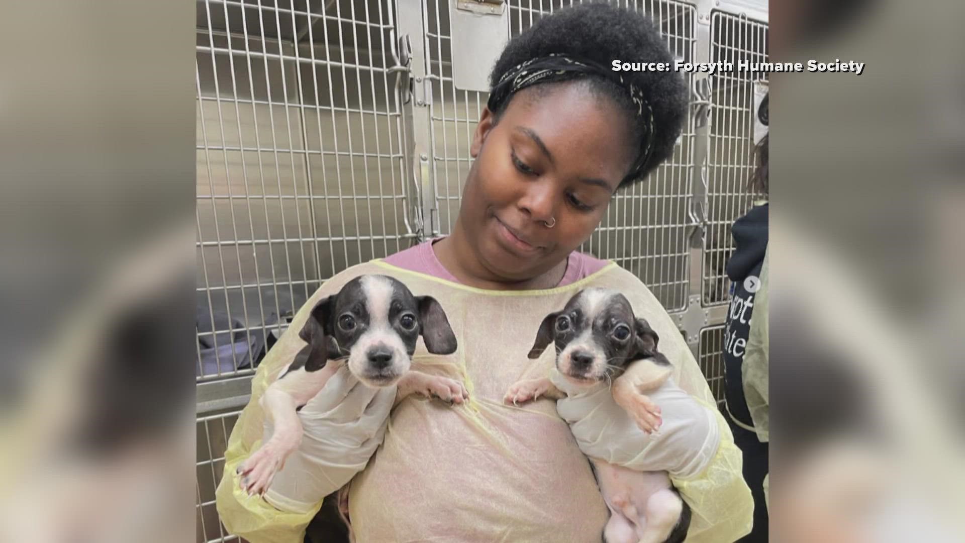 The Forsyth Humane Society said it needs to find homes for the puppies soon. It was at maximum capacity before the dogs were dropped off.