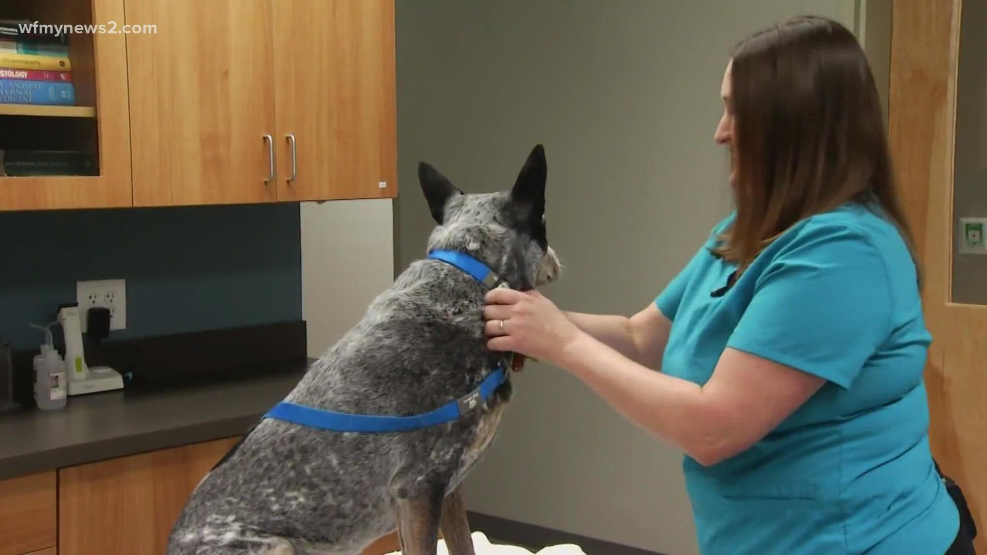 If your pet is scratching a lot, experts recommend taking them to a veterinarian.