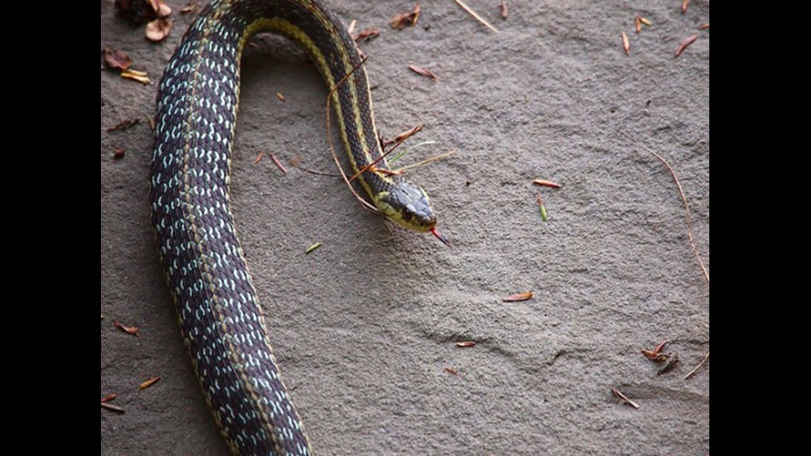 Watch Out For Baby Copperhead Snakes Wfmynews2 Com