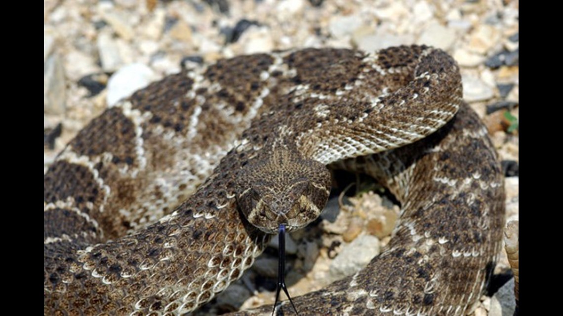 Watch out for baby copperhead snakes | wfmynews2.com