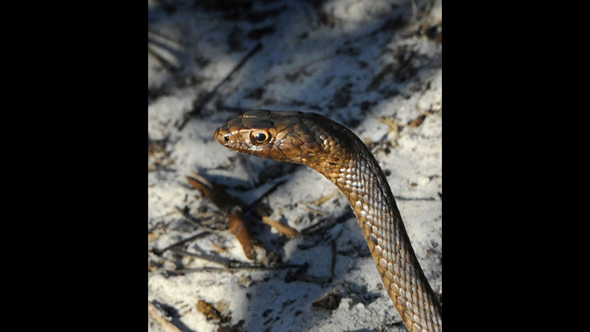 Watch Out For Baby Copperhead Snakes