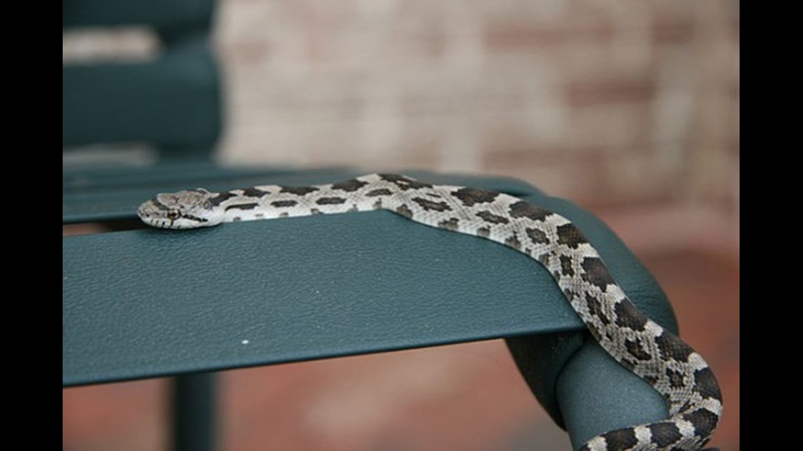 Watch Out For Baby Copperhead Snakes Wfmynews2 Com