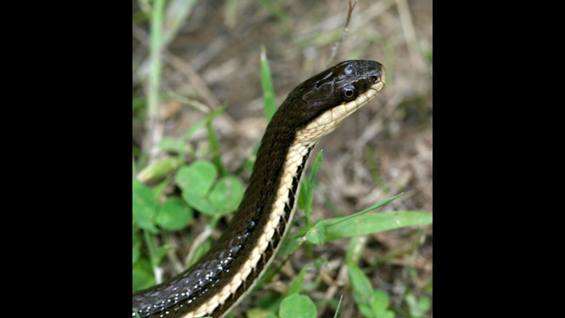 Watch out for baby copperhead snakes