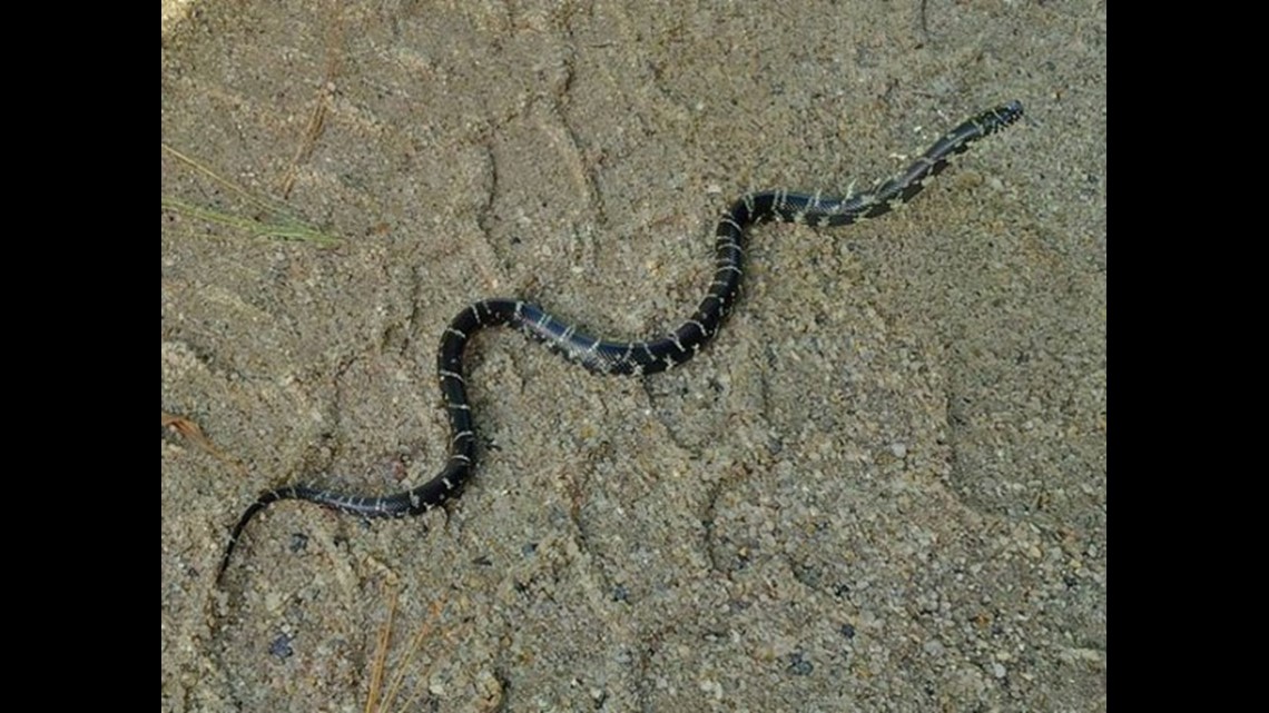 Watch Out For Baby Copperhead Snakes Wfmynews2 Com