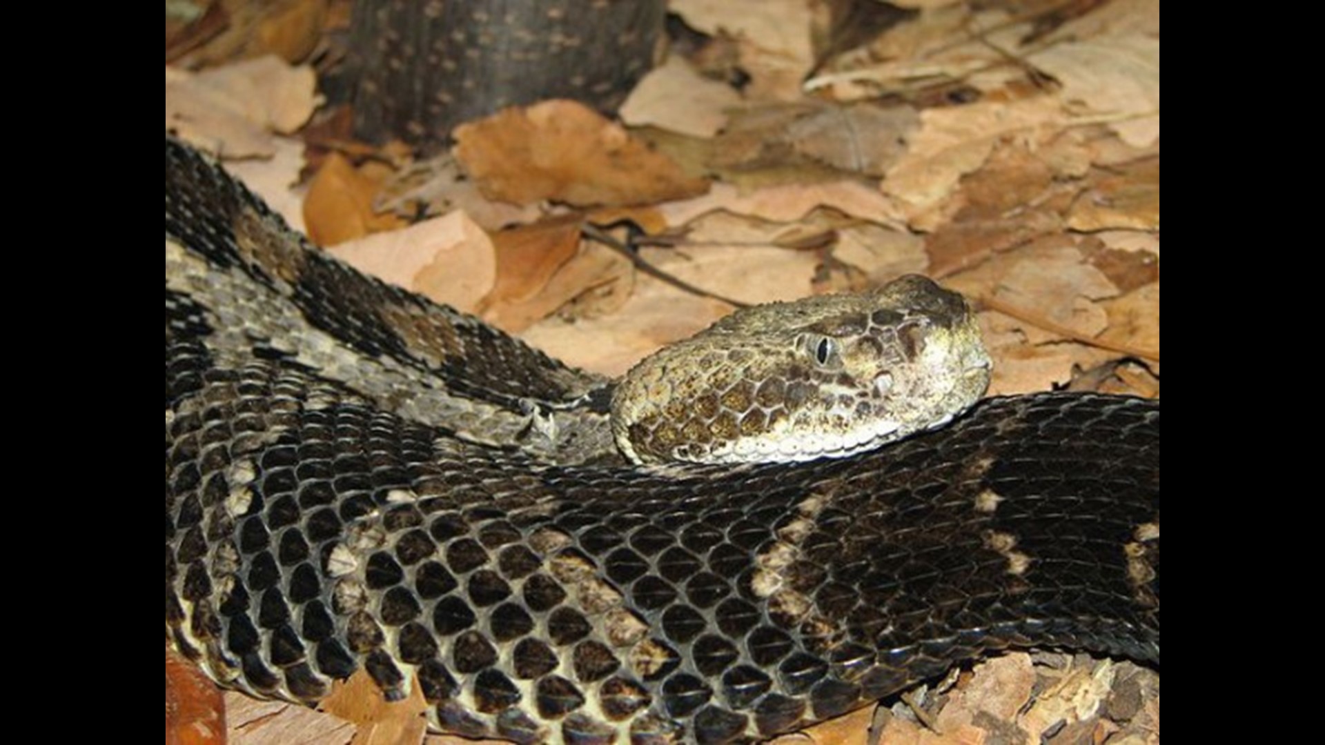 Watch out for baby copperhead snakes | wfmynews2.com