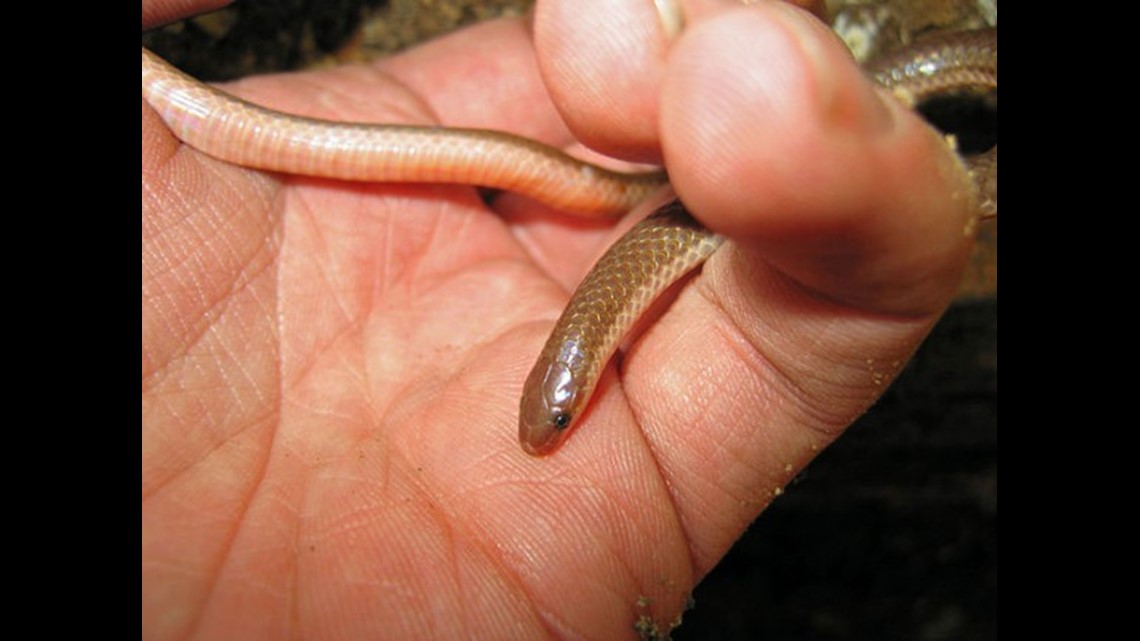 Watch Out For Baby Copperhead Snakes Wfmynews2 Com