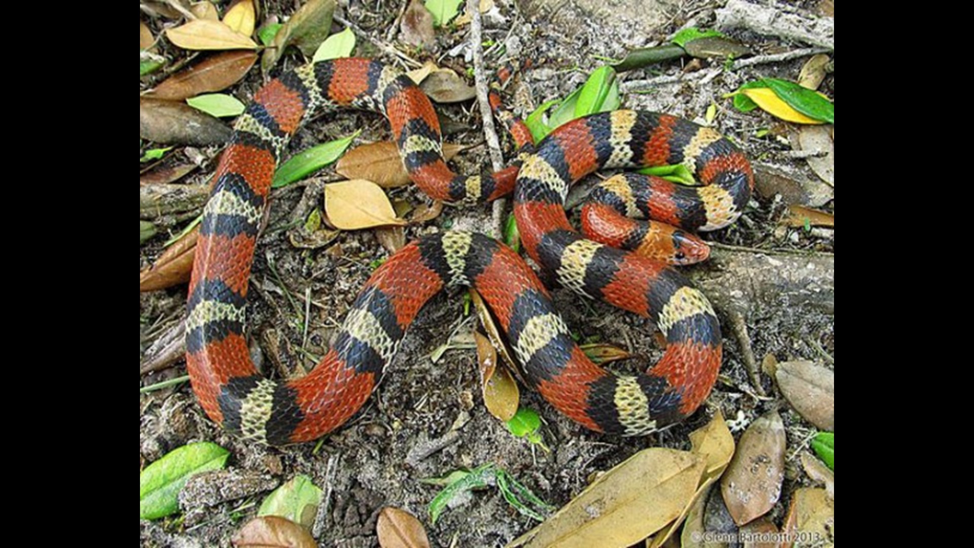 Watch Out For Baby Copperhead Snakes