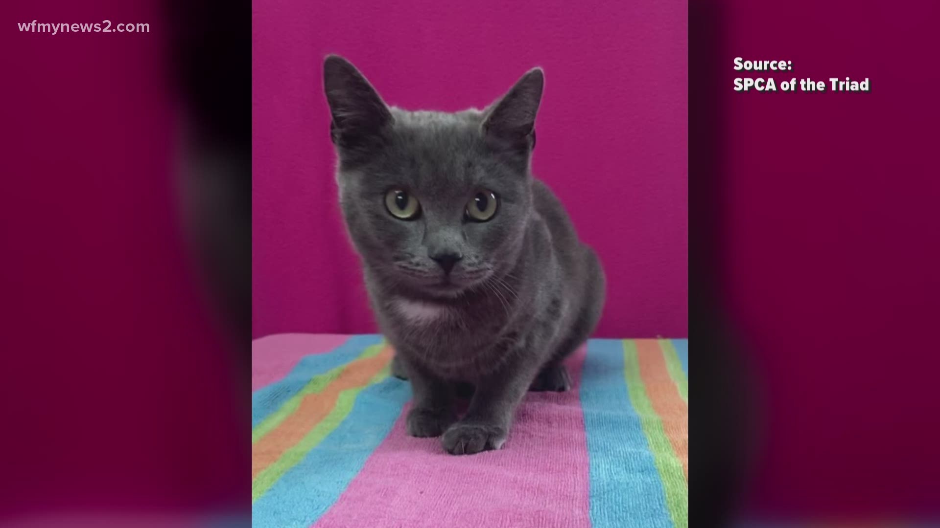 This cuddly kitten will warm your heart and home!