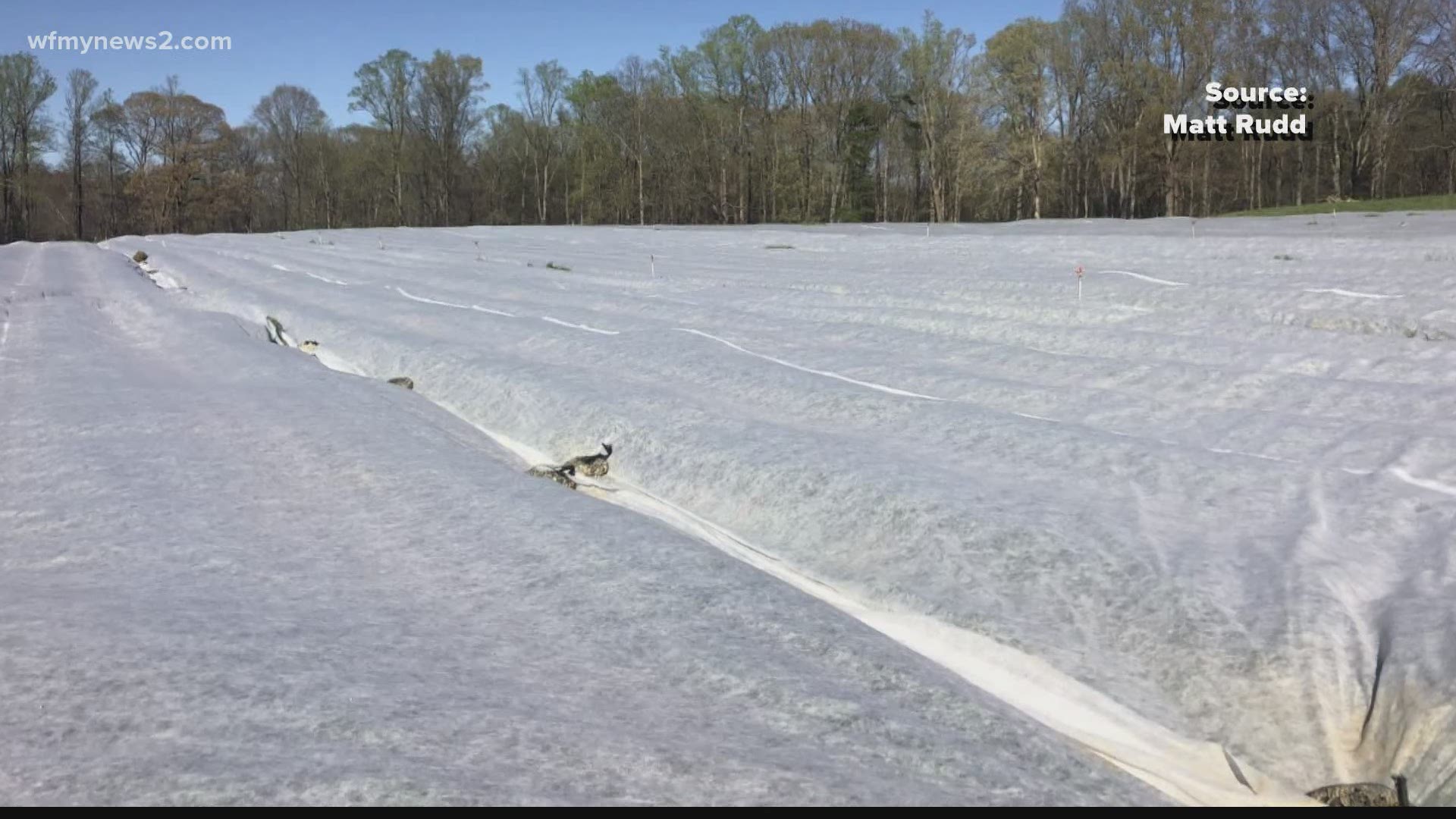 Rudd Farm and Bernie's Berries both covered the strawberries with blankets to protect them from the cold.